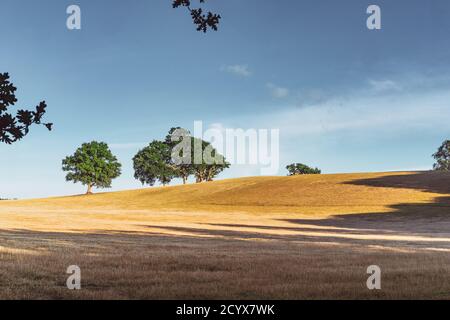 Lumière du soleil en soirée dans un grand champ sous les South Downs à West Sussex, Angleterre. Banque D'Images