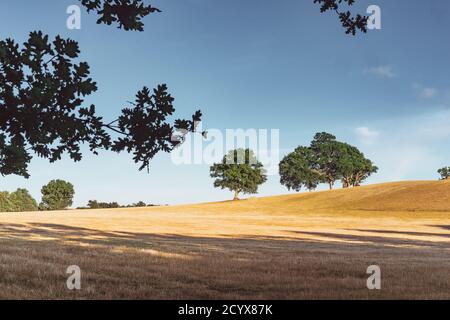 Lumière du soleil en soirée dans un grand champ sous les South Downs à West Sussex, Angleterre. Banque D'Images