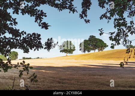 Lumière du soleil en soirée dans un grand champ sous les South Downs à West Sussex, Angleterre. Banque D'Images