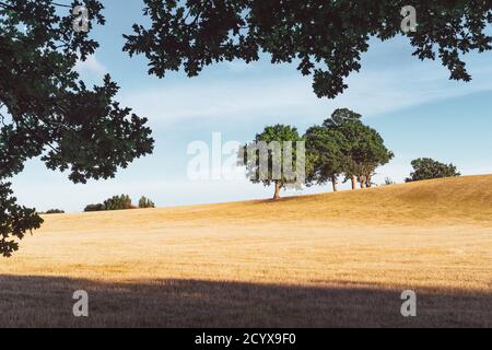 Lumière du soleil en soirée dans un grand champ sous les South Downs à West Sussex, Angleterre. Banque D'Images