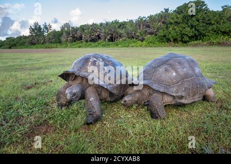 Aldabra Giant Tortue; Aldabchelys gigantea; on Air Strip; Seychelles Banque D'Images