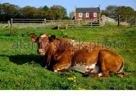 Elie, Écosse, Royaume-Uni. 2 octobre 2020. Vaches appréciant le beau temps ensoleillé dans le champ à côté du chemin côtier de Fife. Crédit : Craig Brown/Alay Live News Banque D'Images