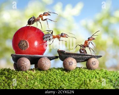 Tout le bon travail est fait de la façon dont les fourmis font les choses: Peu à peu. Banque D'Images