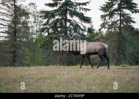 Un wapiti de taureau se défait pendant le rout d'élan à Benzette, PA, USA Banque D'Images