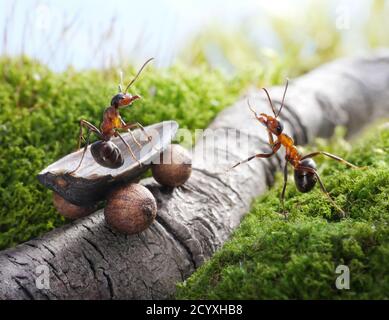 Tout le bon travail est fait de la façon dont les fourmis font les choses: Peu à peu. Banque D'Images