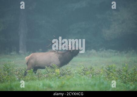 Un wapiti de taureau se bue sur un matin brumeux pendant la rout d'élan à Benzette, PA, USA Banque D'Images