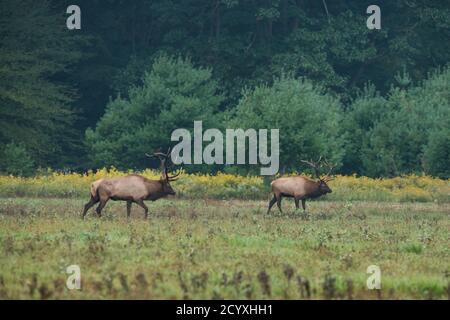 Un wapiti de taureau chase un autre taureau loin de son harem pendant le rout d'élan à Benzette, PA, USA Banque D'Images