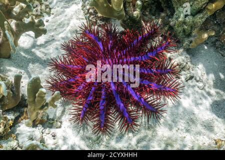 Crown of Thorns Starfish; Acanthaster planci; Maldives Banque D'Images