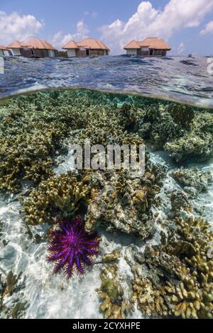 Crown of Thorns Starfish; Acanthaster planci; Water Villas Beyond; Maldives Banque D'Images