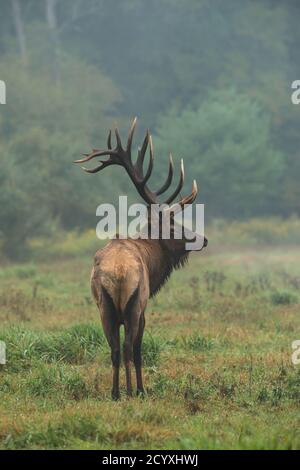 Une photo tôt le matin d'un wapiti de taureau debout dans un champ pendant le rout d'élan à Benzette, Pennsylvanie, USA Banque D'Images