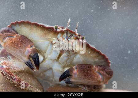 Crabe comestible ; cancer pagurus ; dans l'eau ; Royaume-Uni Banque D'Images