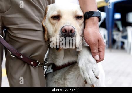 how long is the wait for a guide dog