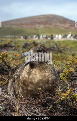 Falkland Skua; Stercorarius antarcticus; à Nest; Falklands Banque D'Images