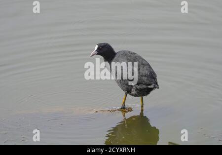 Coot, Fulica atra, oiseau unique dans l'eau, Andalousie, Espagne. Banque D'Images