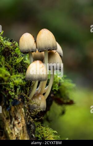 Capuchon d'encre à l'écoute ; Coprinellus micaceus ; Cluster ; automne ; Royaume-Uni Banque D'Images