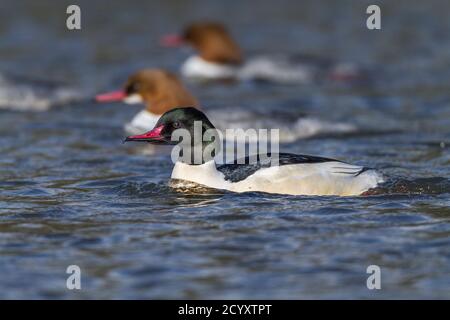 Goosander ; Mergus merganser ; Homme ; Royaume-Uni Banque D'Images