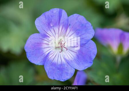 Gros plan de fleurs en fleur dans le jardin avec vert arrière-plan Banque D'Images