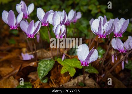 Un groupe de délicat rose à pourpre rusé vivace automne floraison ivy-feuilles cyclamen herifolium, en fleur parmi les feuilles de lierre et de déchissement Banque D'Images