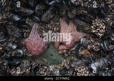 Animaux de la piscine à marée : étoile de mer, palourdes et échinodermes sous l'eau sur la côte du Pacifique, Californie, États-Unis Banque D'Images