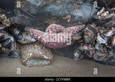 Animaux de la piscine à marée : étoile de mer, palourdes et échinodermes sous l'eau sur la côte du Pacifique, Californie, États-Unis Banque D'Images