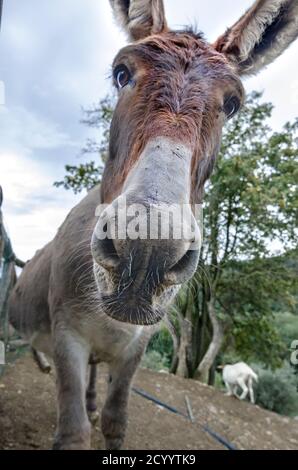 Portrait de l'âne au premier plan Banque D'Images