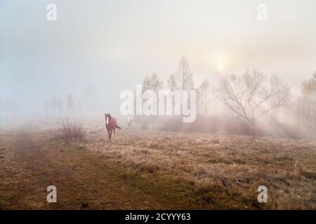 Chevaux marchant sur le pâturage d'automne, rayons de soleil à travers les arbres, brouillard profond. Banque D'Images