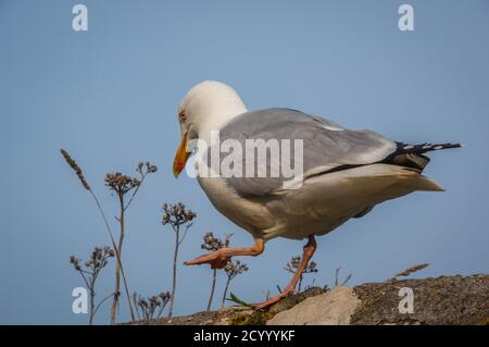 Un gros plan original de la mouette de mer, prise de la marche en bas angle le long du mur loin de la caméra à St Ives, en Cornouailles où les mouettes sont souvent considérées comme une nuisance. Banque D'Images