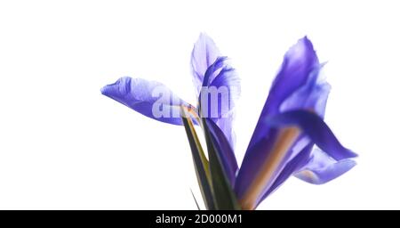 Fleur d'iris japonais isolée sur fond blanc, macro photo avec mise au point sélective. Iris Laevigata Banque D'Images