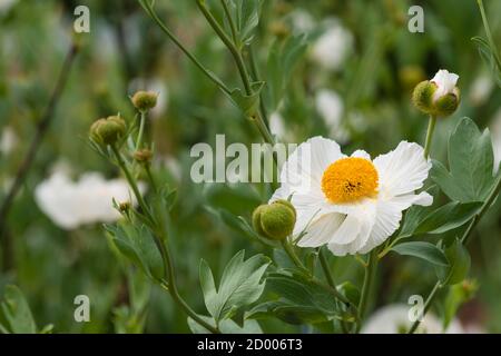 Gros plan de fleurs de coulteri Romneya blanches, coquelicot d'arbre de Californie. Banque D'Images