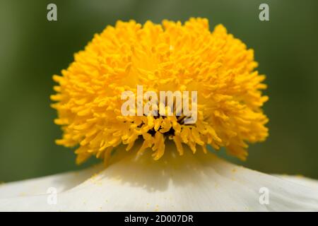 Gros plan de fleurs de coulteri Romneya blanches, coquelicot d'arbre de Californie. Banque D'Images