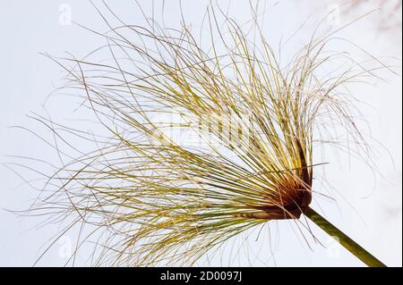 Détail de la perce de terre humide, Cyperus papyrus, utilisée pour faire des feuilles de papier. Banque D'Images