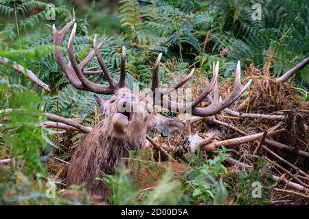 Haltern, Allemagne, 02 octobre 2020. Un cerf de Virginie (Cervus elaphus) se soufflet au début de la saison de rutèse à Granat Wildlife Reserve, dans la campagne de Munsterland, partiellement camouflé par la fougère dense de l'automne. Les cerfs vivent dans une grande forêt et une zone boisée dans un cadre semi-sauvage comme une population gérée. Credit: Imagetraceur/Alamy Live News Banque D'Images