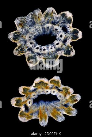 Horsetailles; Equisetum arvense, horsetail de terrain ou horsetail commun, section de tige TS Banque D'Images