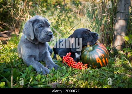 Super Dane chiens les chiots dorment avec de la citrouille Banque D'Images