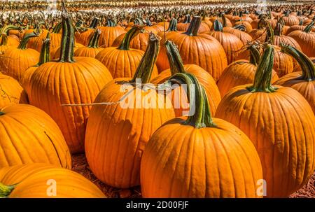 Rangées de formes de différentes tailles et de citrouilles de différentes couleurs regroupées ensemble par les milliers dans une ferme à vendre sur Une journée ensoleillée en octobre Banque D'Images