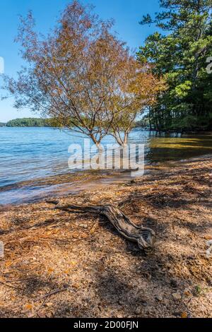 Deux arbres dans l'eau au bord du lac submergés de il y a beaucoup de pluie avec une bûche qui s'étend sur la plage au premier plan et dans les bois du backgrou Banque D'Images