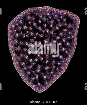 Plante parapluie, Magnolia tripetala, section de tige TS Banque D'Images