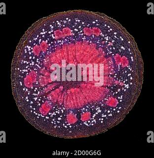 GUI, section de tige TS. Album de Viscum (Mistletoe européen) Banque D'Images