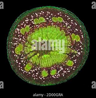 GUI, section de tige TS. Album de Viscum (Mistletoe européen) Banque D'Images