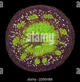 GUI, section de tige TS. Album de Viscum (Mistletoe européen) Banque D'Images