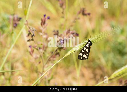 Papillon de tigres aux taches de crème perchée sur l'herbe verte au soleil de midi. Banque D'Images