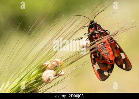 Papillon de tigres aux taches de crème perchée sur l'herbe verte au soleil de midi. Banque D'Images