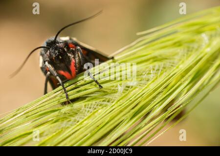 Papillon de tigres aux taches de crème perchée sur l'herbe verte au soleil de midi. Banque D'Images