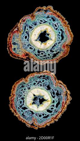 Sciadopitys verticillata, pin ombrelle, pin ombrelle japonais, section de tige TS Banque D'Images
