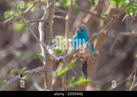 Uraeginthus angolensis, ciré bleu, sur une branche, Namibie, Afrique Banque D'Images