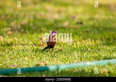 Granatina granatina, cires de violette, jardin de piscine, Namibie, Afrique Banque D'Images