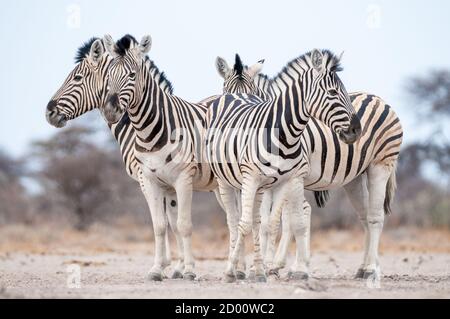 Equus quagga, zèbre commun, Namibie, Afrique Banque D'Images