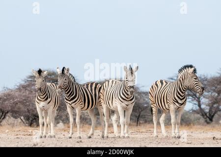 Equus quagga, zèbre commun, Namibie, Afrique Banque D'Images