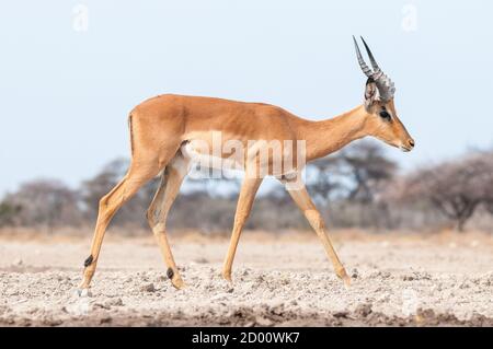 Aepyceros melampus, impala, Namibie, Afrique Banque D'Images