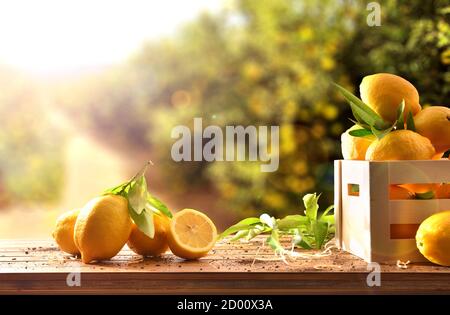 Caisse de citrons fraîchement cueillis sur une table en bois dans une citronnelle avec sunbeam. Vue avant. Composition horizontale. Banque D'Images